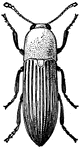 A click beetle, member of the Elatoridae family.