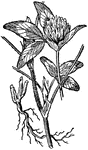 Red clover (Trifolium pratense).