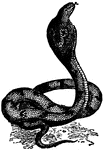 A cobra.
