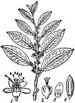 Coca plant. 1, flower; 2, calyx and pistil; 3, petal; 4, fruit.