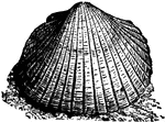 Cockle shell.