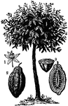 Cocoa or Cacao. 1, flower; 2, pod; 3, section of pod.