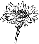 Compound flower anatomy. 11, capitulum of cornflower.