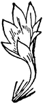 Compound flower anatomy. 13, neuter floret.