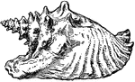 A conch (Strombus gigas).