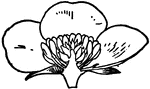 Typical form of Corolla. 4, Hypogynous petals (buttercup).