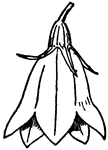 Typical Form of Corolla. 7, Campanulate corolla (hareball).