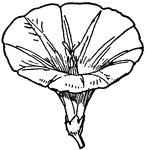 Typical Forms of Corolla. 8, Infundibuliform (bindweed).