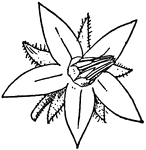 Typical form of Corolla. 11, Rotate (borage).