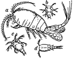 Copepoda, an order of Crustacea. A, cyclops quiadricornis; b, c, d, stages of growth in larvae.