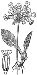 A cowslip. 1, flower (section).