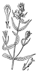Cow-wheat. 1, flower, side view; 2, flower posterior view.