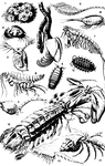 Types of the Lower Crustacea. 1, Balanus; 2, Cytherea lutea; 3, Dapania pulex; 4, Lepus anatifera; 5, Artemia salina; 6, Nebalia bipes; 7, Apocudes speciosus; 8, Orchestia selkirki; 9, Gribble; 10, Woodlouse; 11, Cyclaspis pusilla; 12, Squilla nautis; 13, Mysis relicta; 14, Hermit crab.  1, 4, 12 and 14 reduced to one-half; 2, 3 and 5 are magnified.