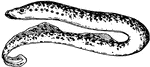 The great lamprey, one of the Cyclostomata.
