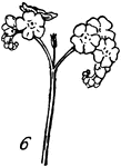 Forms of cyme. 6, Forget-me-not (scorpioid).
