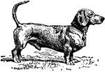 A dachshund.