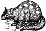 Dasyurus viverrinus, a small class of marsupial with a gray or brown coat spotted with white.
