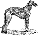 A deerhound.