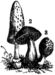 Fungi. 1, Agarcius comatus; 2 Boletus edulis; 3, Morchella esculenta