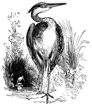 A great blue heron, commonly found in tropical areas like Florida.  They belong to the order Grallatores, tribe Cultrirostres, and family Ardeida, which also includes spoonbills, storks, boatbills, night-herons, bitterns, adjutants, and ibises.