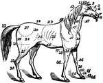 The anatomy of a horse.  1, ears; 2, forelock; 3, forehead; 4, eyes; 5, eye-pits; 6, nose; 7, nostril; 8, point of nose; 9, lips; 10, nether jaw; 11, cheek; 12, poll; 13, mane; 14, withers; 15, parotid glands; 16, throat; 17, neck; 18, jugular vein; 19, shoulder; 20, breast; 21, ribs; 22, back; 23, loins; 24, hip; 25, flank; 26, belly; 27, haunch; 28, thigh; 29, buttock; 30, stifle; 31, leg; 32, tail; 33, hock or hough; 34, cannon or shank bone; 35, arms; 36, knees; 37, passage for girth; 38, elbow; 39, shank; 40, bullet; 41, pasterns; 42, coronet; 43, foot; 44, hoof; 45, fetlock.