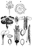 Flower anatomy. A, sectional view of a flower showing the vertical disposition of whorls. a, sepal of calyx; b, petal of corolla; c, filament of stamen; d, anther of stamen; e, ovary of pistil; f, style of pistil; g, stigma of pistil. B, Plan of the typical flower of an exogenous plant showing the horizontal disposition of its parts. a, sepal; b, petal; c, c, stamens in two different whorls; d, carpel or ovary, inclosing an ovule, attached by its funiculs.  C, Various parts of a clove. a, flower of the clove or pink; b, vertical and middle sections of flowers; c, flower showing its male and female portions - six stamen, four large, two small; d, one of the petals; e horizontal section of the ovary showing the insertion of the ovules; f, fruit at the moment of expansion; g, seed, with its funiculus; h, vertical section of seed and its embryonic contents; i, the embryo; k, horizontal section of the embryo and its contents.
