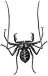 A species of Phrynus, actual size.  The species resembles spiders with long feelers and great claws.