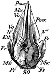 A sperm-whale (<I>Physeter macrocephalus</i>) or cachalot (French).  A, top view of a fetal sperm-whale skull.