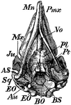A sperm whale fetal skull, bottom view.