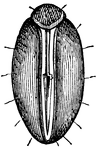 A Phylloxera-mite, related to the aphid, that feeds off the sap of grapevines.