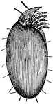 <I>Hoplophora arctata</I>.