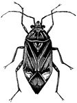 A genus of plant bugs, having the beak extending to the middle of the abdomen and the sides of the head angular.