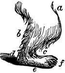 The anatomy of a polar bear's leg.  a, femur (thigh); b, tibia (leg); c, tarsus and metatarsus (foot); d, calx (heel); e, planta (sole); f, digits (toes).