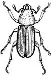 A genus of stag-beetle of rather small size, chiefly characterized by the distinctness of the sixth ventral abdominal segment (shown in picture).