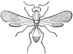 A genus of parasitic insects of the family Proctotrypidae.