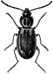 <I>Platynus maculicolis</i>, enlarged picture.  Platynus is a genus of carboid, meaning active and predacious, beetles