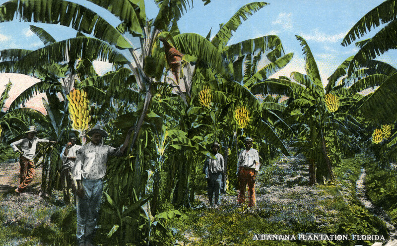 A Banana Plantation in Florida