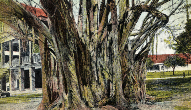 A Banyan Tree in Florida