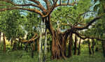 A Banyan Tree in Palm Beach, Florida