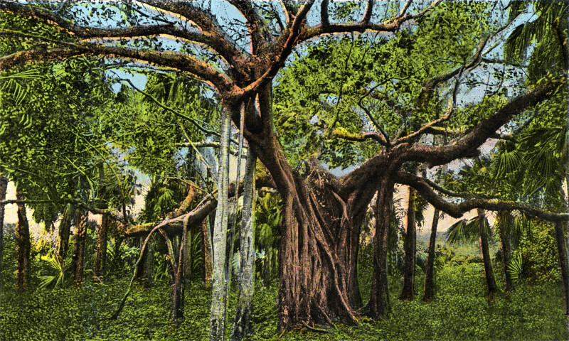 A Banyan Tree in Palm Beach