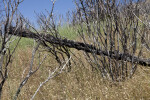 A Burned Tree That Has Fallen into Dead Bushes