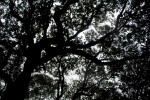 A Canopy of Oaks