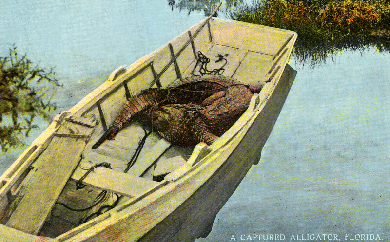 A Captured Alligator