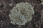 A Close-Up of a Lichen Thallus