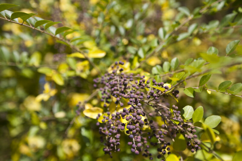 A Close-Up of a Shrub with Dark Purple Berries