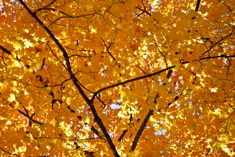 A Close-Up of a Tree with Yellow Leaves
