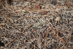 A Close-Up of Brown Pine Needles and Dried Grass