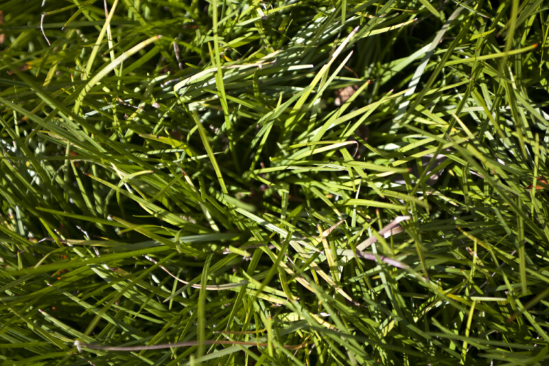 A Close-Up of Grass Growing in a Yard