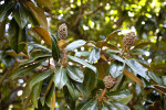A Close-Up of Magnolia Leaves and Fruits