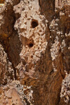 A Closer View of Rough, Reddish-Brown Tree Bark